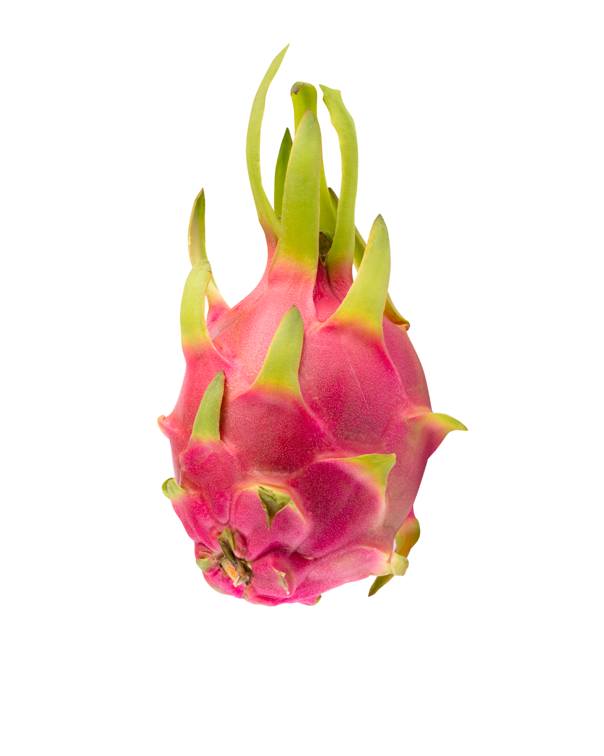 Pytaia