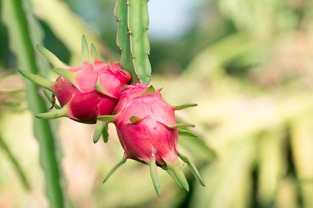 Pitaya Rossa