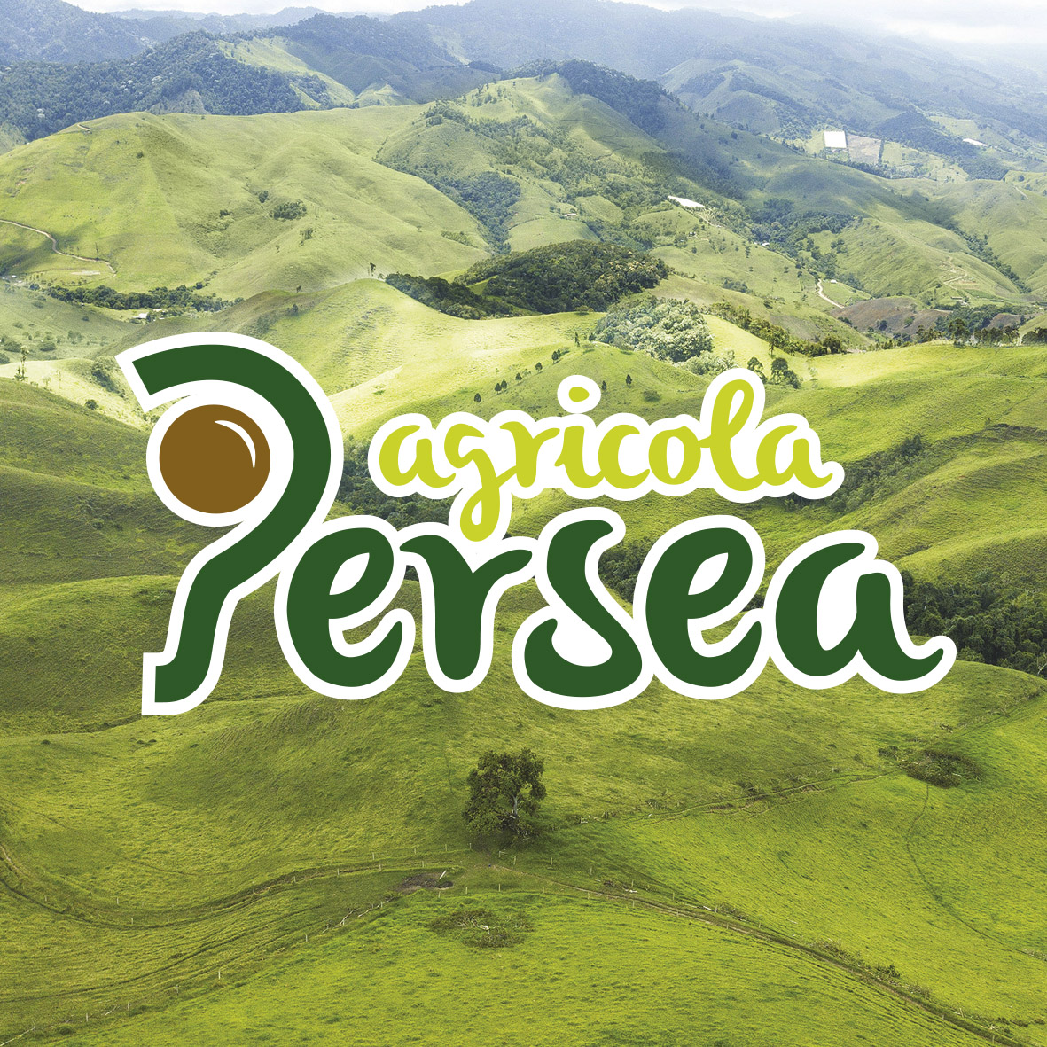 Agricola Persea: Battaglio & C.I.Tropical together for a new avocado production